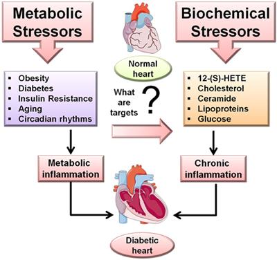 Metabolic and Biochemical Stressors in Diabetic Cardiomyopathy